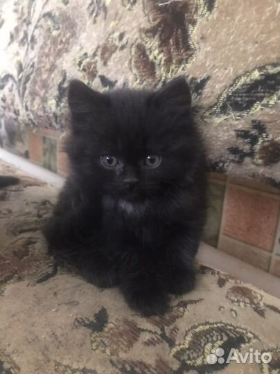 Персидская