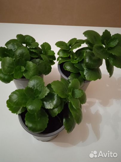 Каланхоэ дикоративный цветущий