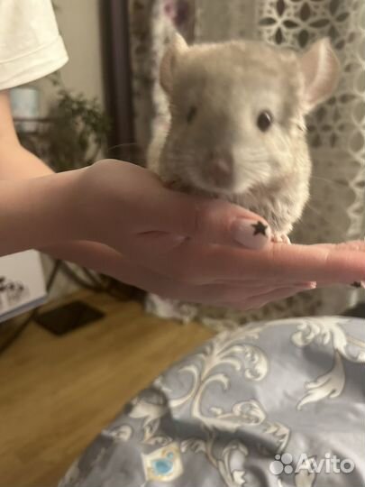 Шиншилла