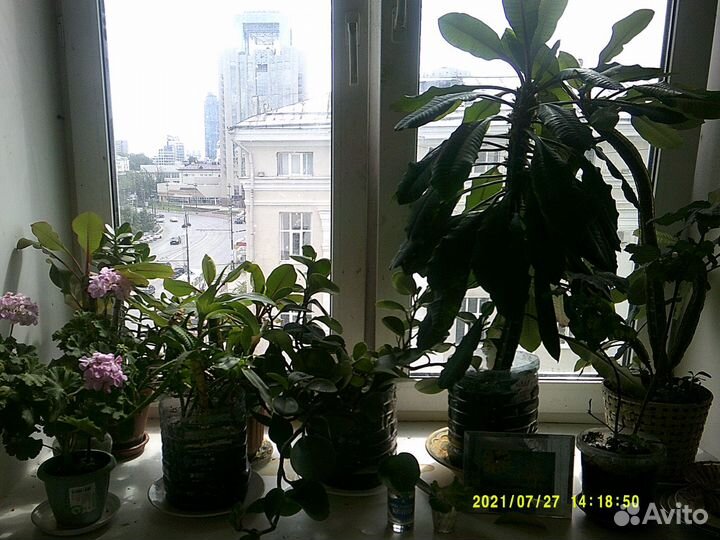 Комнатные растения