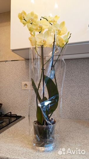 Орхидея фаленопсис