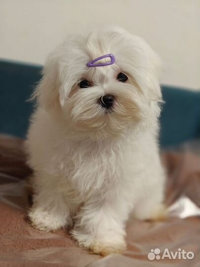 Мальтезе мини Корея мальчик