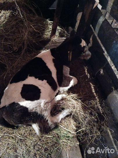 Был и телка на племя