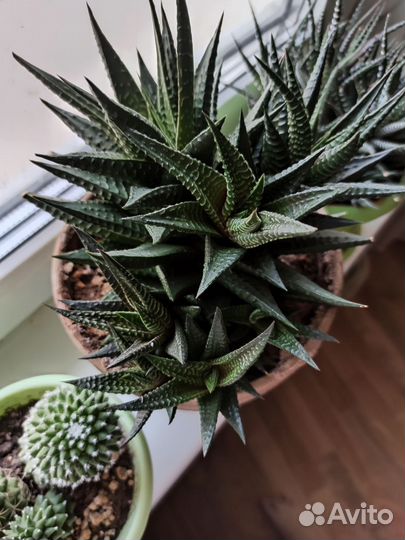 Хавортия лимолистная