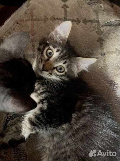 Кошка ищет дом