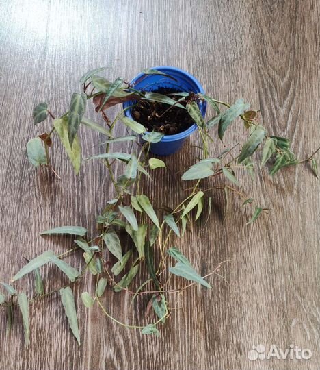 Циссус амазоника