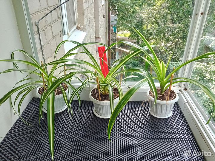 Комнатные растения