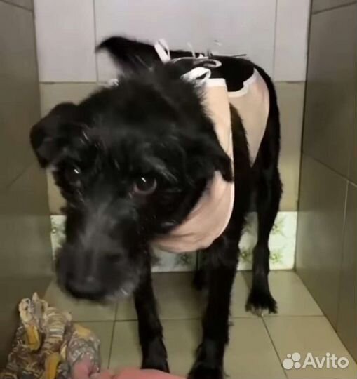 Дина ищет дом