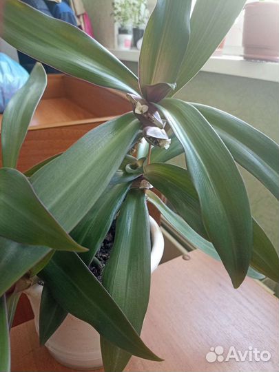 Традесканция Рео