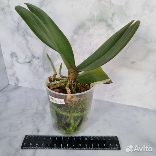 Фаоенопсис Phal. Miki Meteor '121'