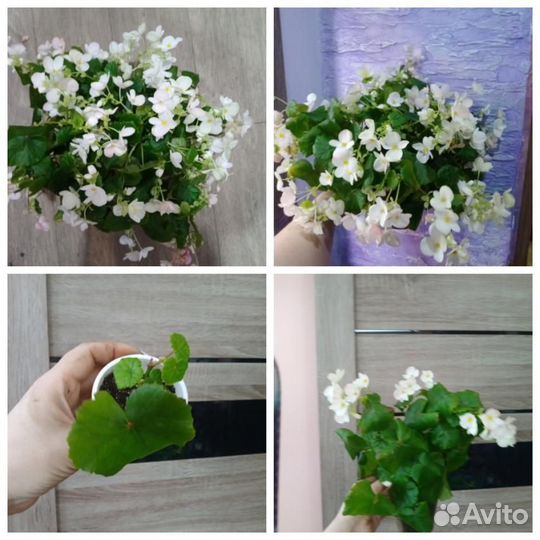 Абутилон, бальзамин