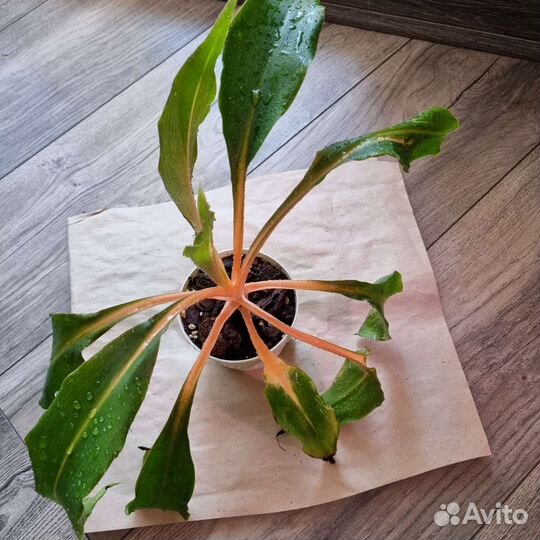 Сингониум конфети триколор