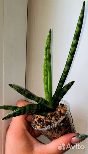 Сансевиерии сортовые, почтой отправляю