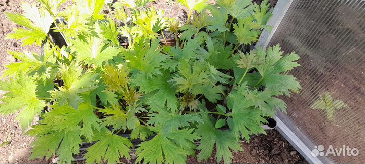 Шотландский дельфиниум Flamenco