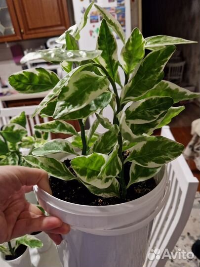 Педилантус