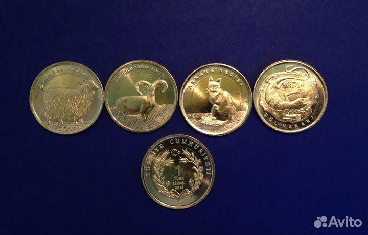 Комплект 1 лира 