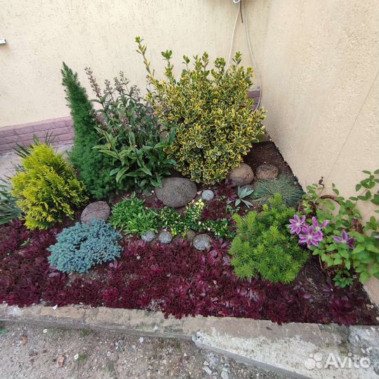 Молодило,каменная роза. Только по Крыму