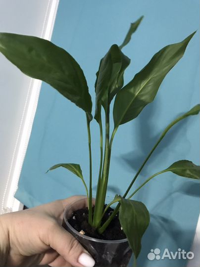 Спатифиллум