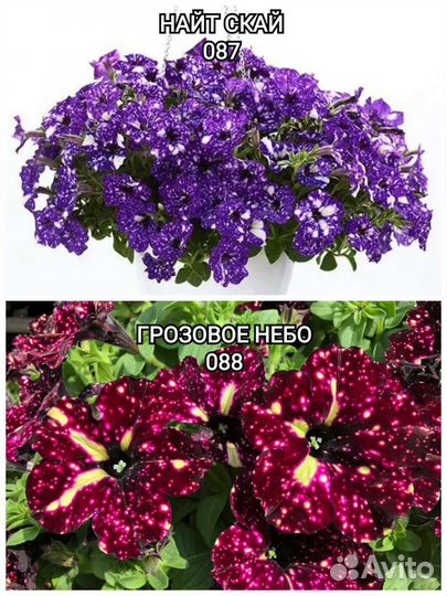 Вегетативная петуния