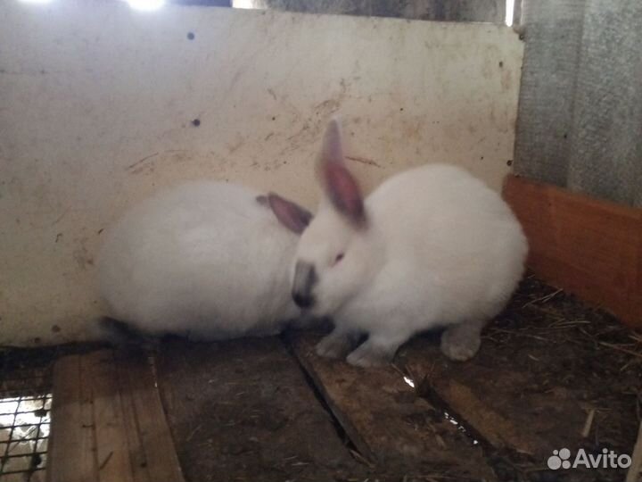 Кролики мясных пород