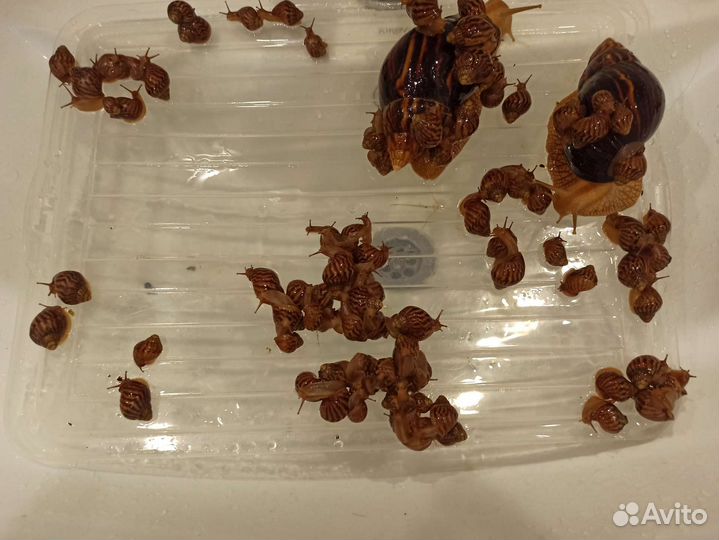 Выводок улиток Ахатин