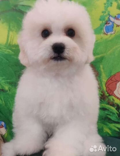 Щенок Бишон фризе