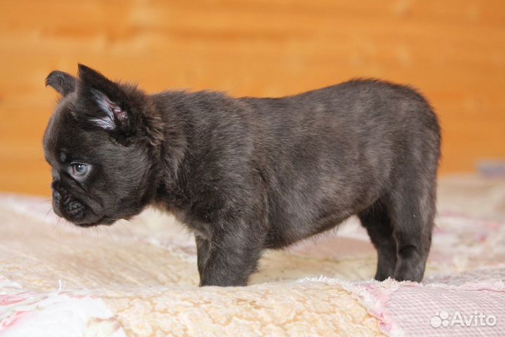 Француженка - Красотка эксклюзив