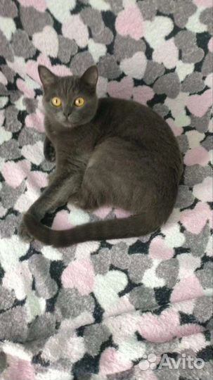 Британская