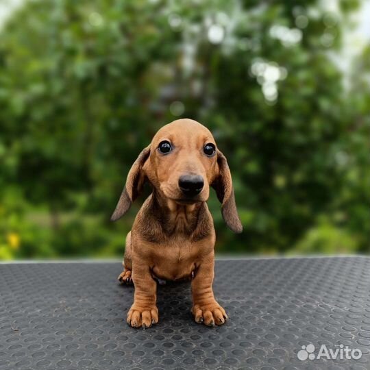 Такса миниатюрная гладкошерстная