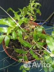 Папоротник комнатный даваллия