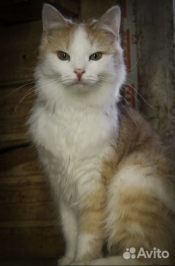 Кошка в дар