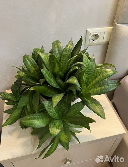 Сансевиерия ханни / комнатное растение