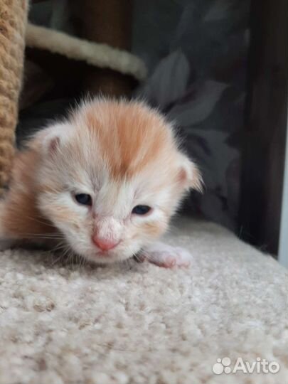 Мейн- кун красное серебро