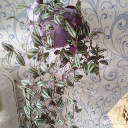 Комнатные растения. Зебрина традесканция