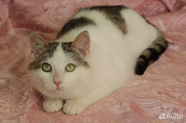 Котик в подарок