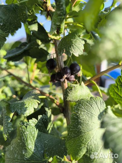 Ёшта на штамбе