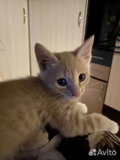 Котик 2 месяца