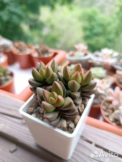 Суккуленты 3