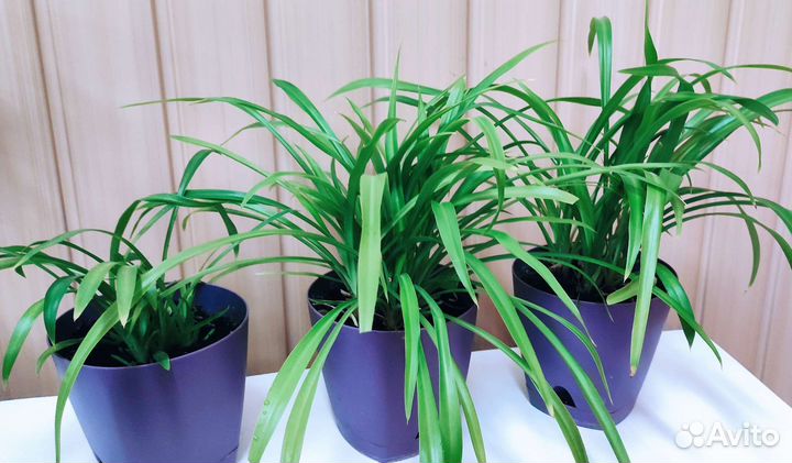 Хлорофитум