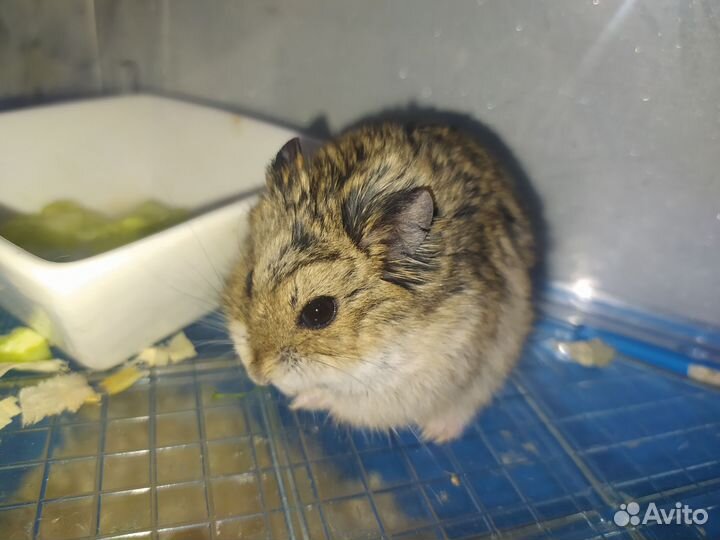 Хомячки бесплатно