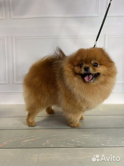 Модель на груминг