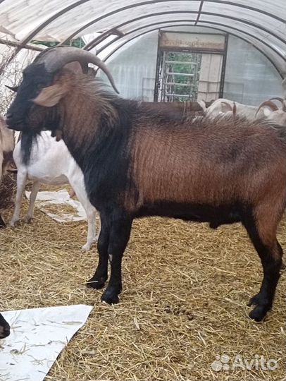 Козел нубийский