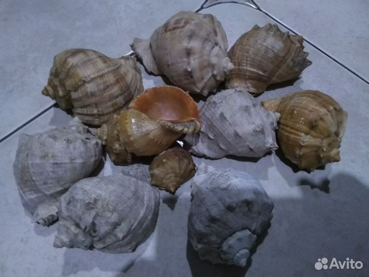 Раковины для аквариума,рукоделия