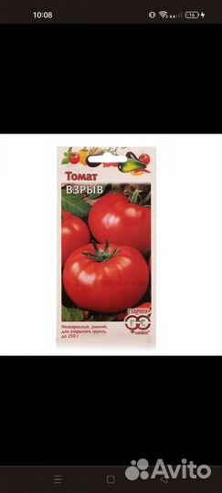 Рассада помидор