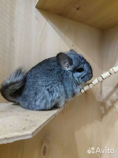 Шиншилла Ангора