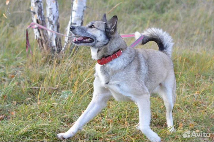 Западно сибирская лайка страдает в приюте