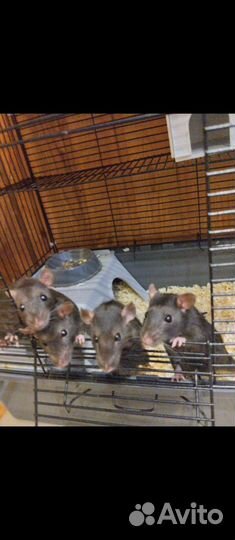В добрые руки черные крысята