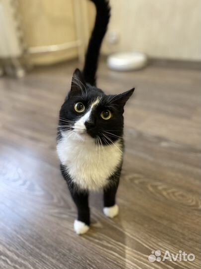 Кот Мышонок