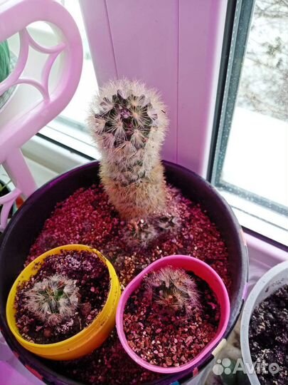 Цветущие кактусы мамиллярия розовый и желтый