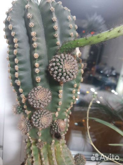 Отдам деток кактуса